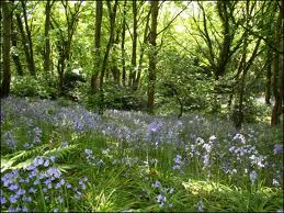 Blue Bells at Lineker Woods